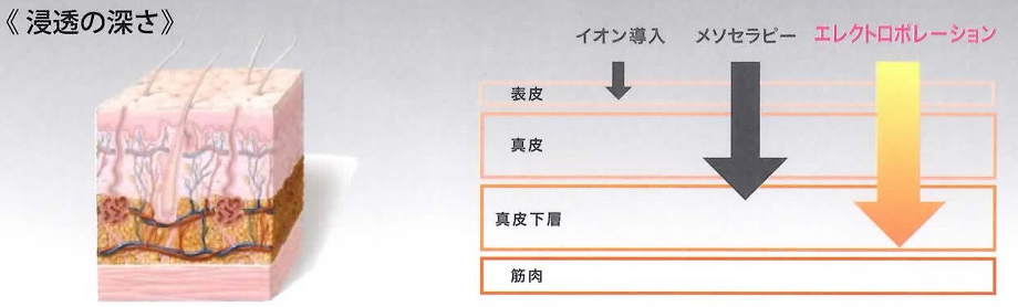 エレクトロポーション（電気穿孔法）とは