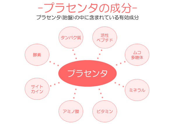 プラセンタとは